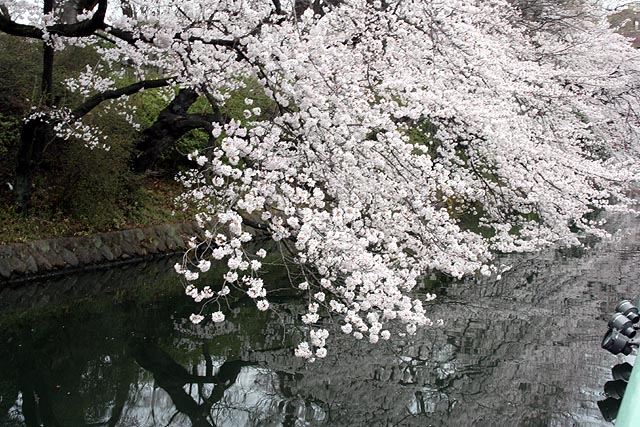 Takasaki Sakura